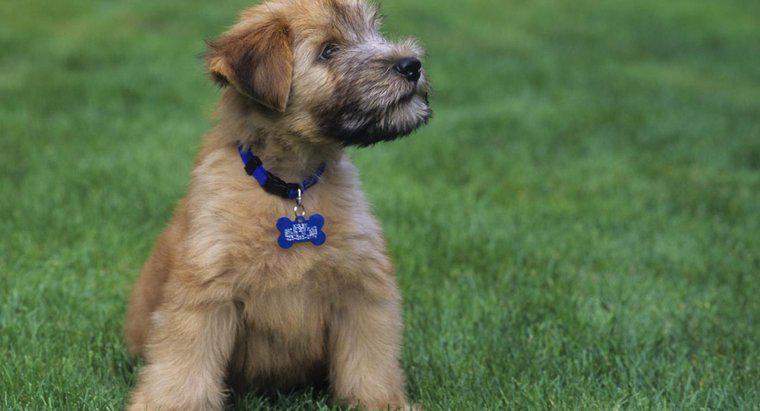 Chó con Mini Wheaten Terrier trông như thế nào?