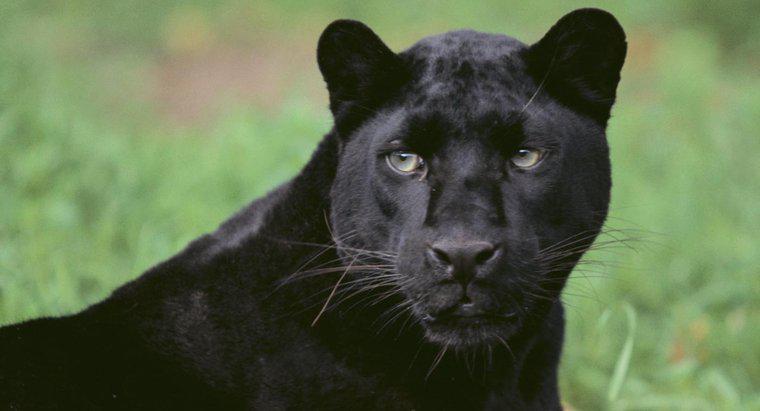 Tên khoa học của Black Panther là gì?