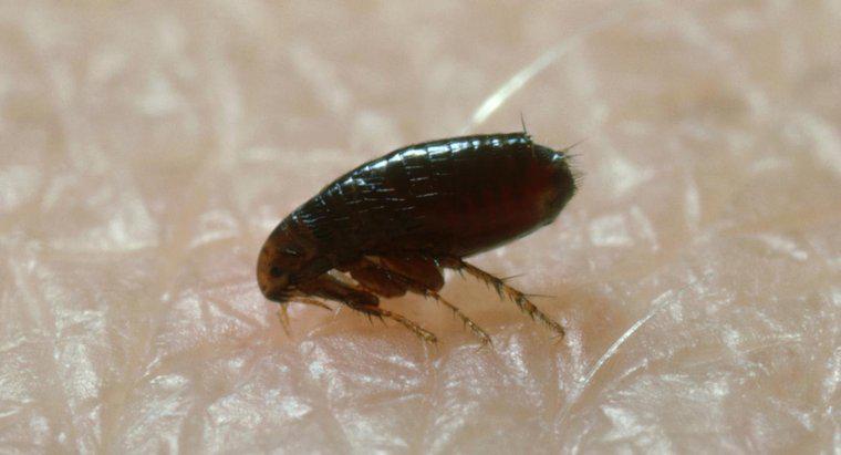Một số biện pháp khắc phục tại nhà để tiêu diệt bọ chét là gì?