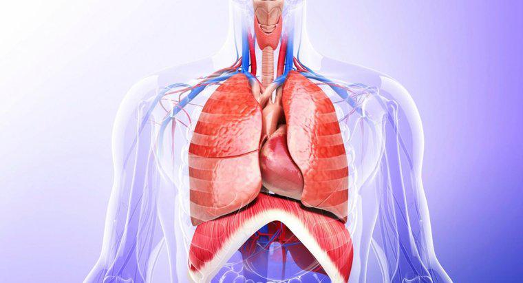 Các cơ quan thiết yếu nào nằm trong khoang ngực?