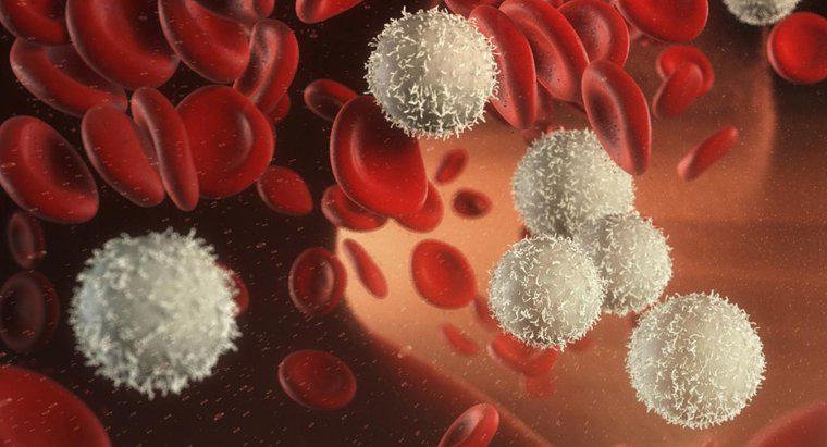 Chức năng của tế bào máu trắng là gì?