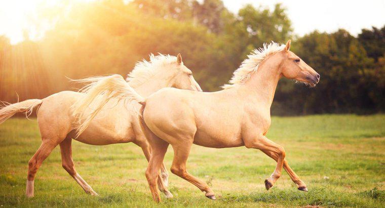 Nỗi sợ hãi của Ngựa được gọi là gì - Felophobia, Hippophobia hoặc Equiphobia?