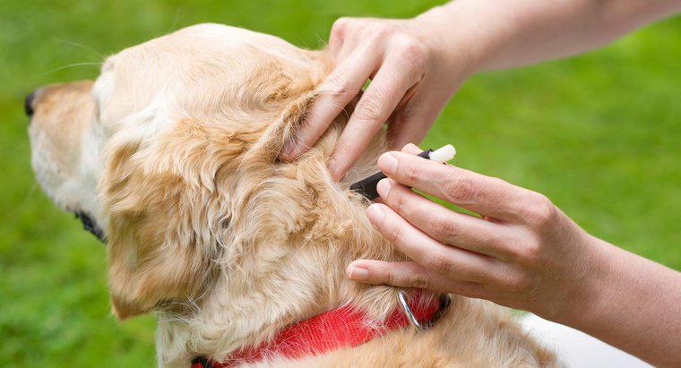 Một số phương pháp điều trị hiệu quả cho chó bị bọ ve lây nhiễm là gì?