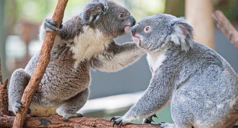 Làm thế nào để Koalas Mate?