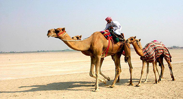 Làm thế nào để lạc đà sống sót trong sa mạc?