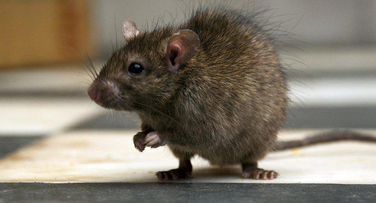 Cách tốt nhất để giết chuột là gì?