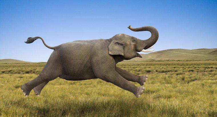Một con voi có thể chạy nhanh như thế nào?