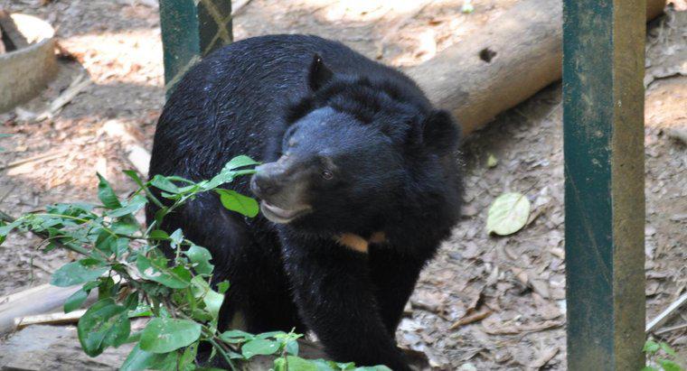 Gấu đen sống được bao lâu?