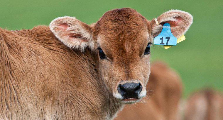 Bao lâu thì một con bò mang một con bê?