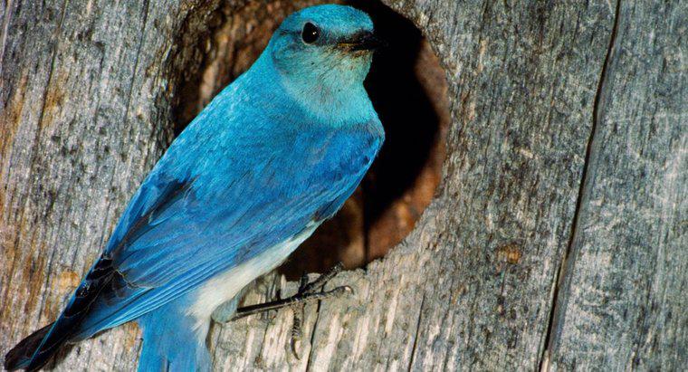 Bluebird tượng trưng cho điều gì?