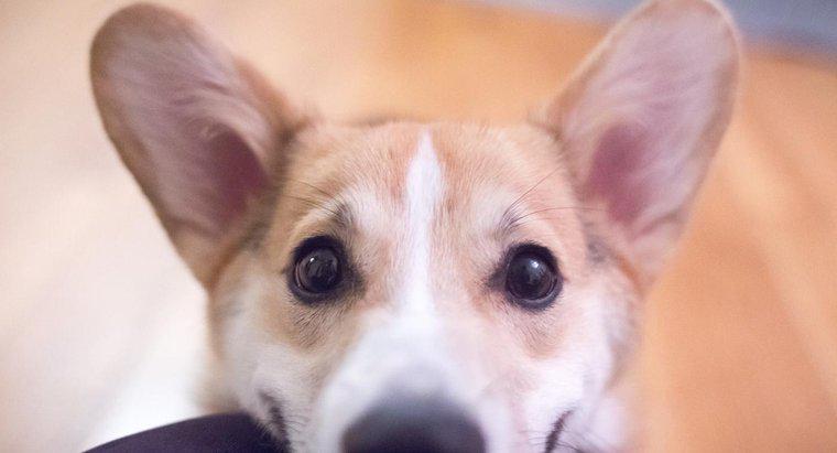 Các vấn đề thường gặp với tai của chó là gì?