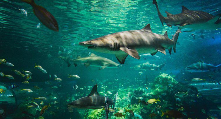 Làm thế nào để cá mập thích nghi với môi trường của chúng?
