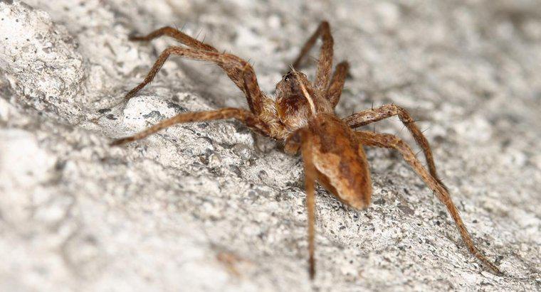 Bạn có thể tìm tài nguyên và hình ảnh ở đâu để xác định loài nhện nâu ẩn dật?
