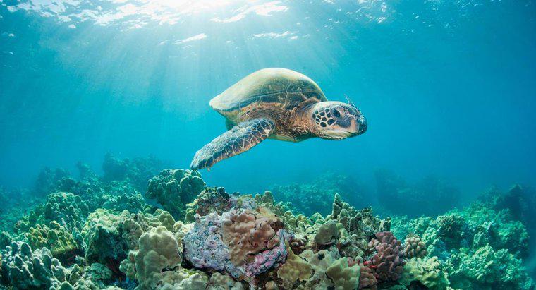 Tuổi thọ của Rùa biển là gì?