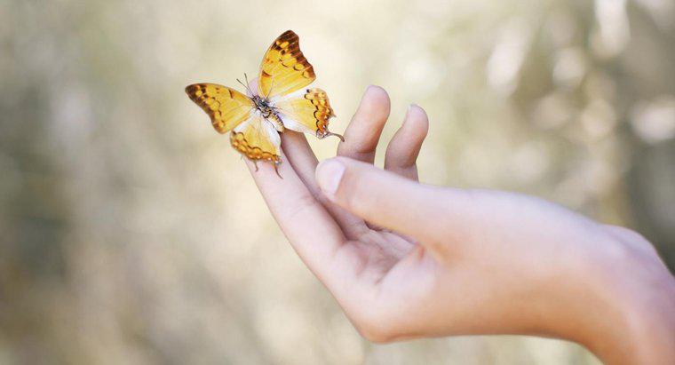 Ý nghĩa của một con bướm đáp xuống bạn là gì?