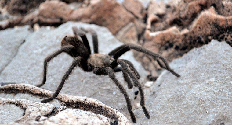 Vết cắn do nhện nào gây ra vết phồng rộp?