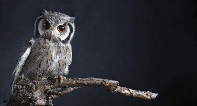 Tại sao Owls được coi là khôn ngoan?