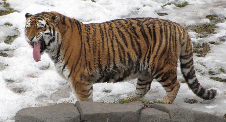 Những điểm giống và khác nhau giữa hổ Siberia và hổ Bengal là gì?