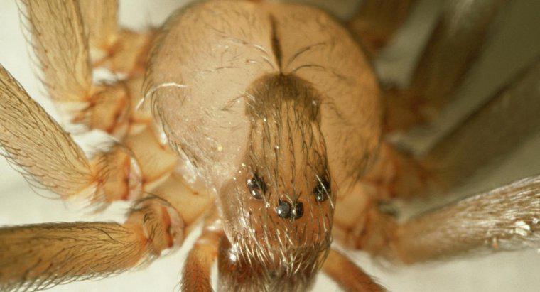 Làm thế nào bạn có thể xác định một con nhện nâu ẩn dật?
