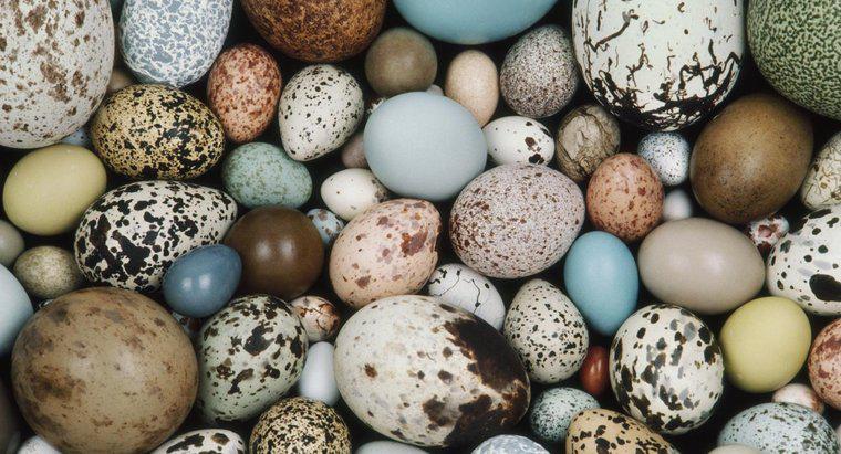 Động vật nào đẻ trứng?