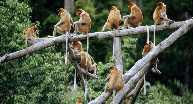 Một nhóm khỉ được gọi là gì?