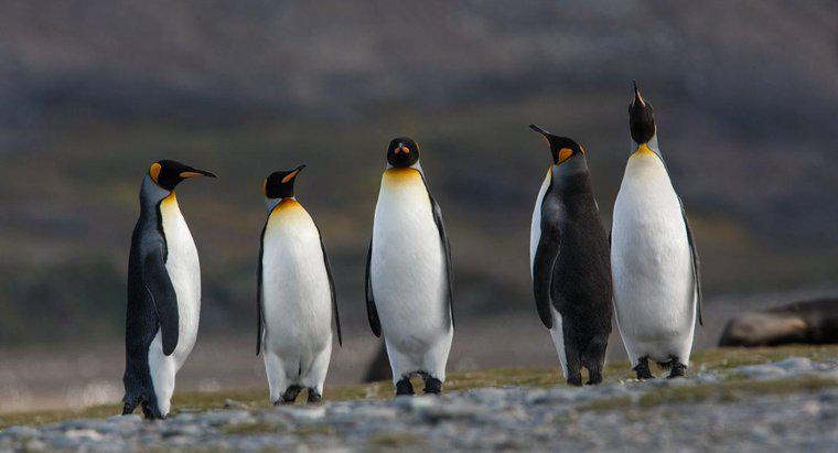 Làm thế nào để chim cánh cụt sống sót ở Nam Cực?
