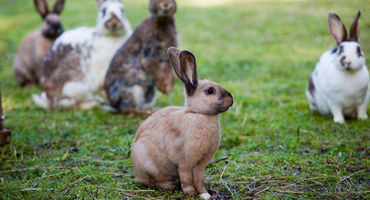 Chú thỏ Phục sinh có mối liên hệ gì với lễ Phục sinh?