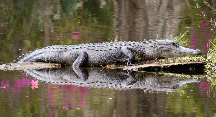 Cá sấu có thể ở dưới nước trong bao lâu?