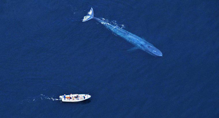 Cá voi xanh có lớn hơn khủng long không?