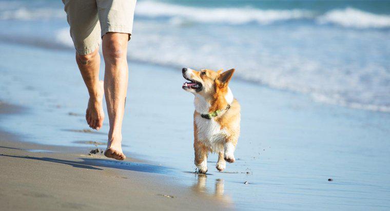 Điều gì sẽ xảy ra nếu một con chó ăn cát?