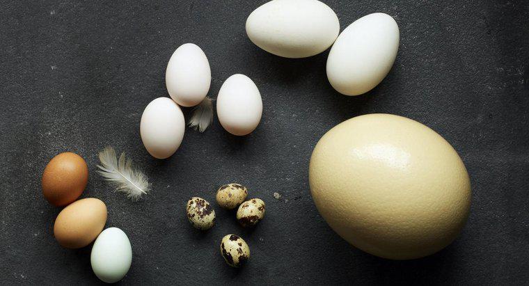 Có bao nhiêu quả trứng gà tương đương với một quả trứng đà điểu?