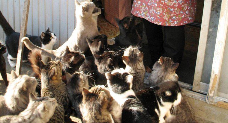 Do đâu mà mèo đông hơn con người từ 6 đến 1?