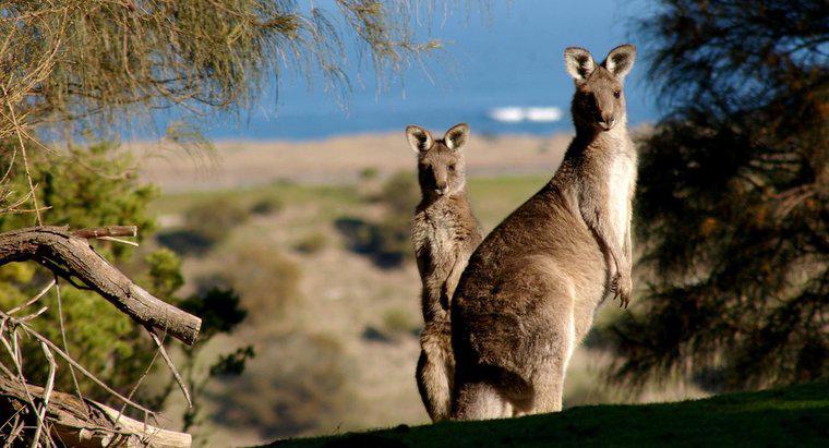 Giá một con Kangaroo là bao nhiêu?