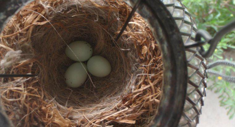 Mất bao lâu để trứng Finch nở?