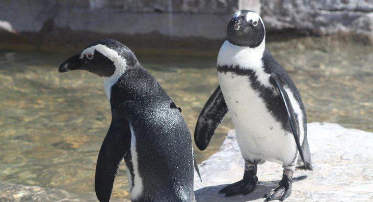 Chim cánh cụt có thể ở dưới nước trong bao lâu?
