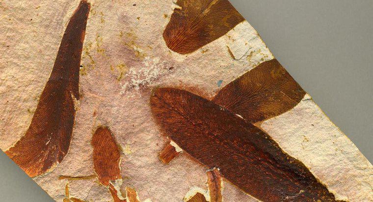 Hóa thạch Glossopteris được tìm thấy ở đâu?