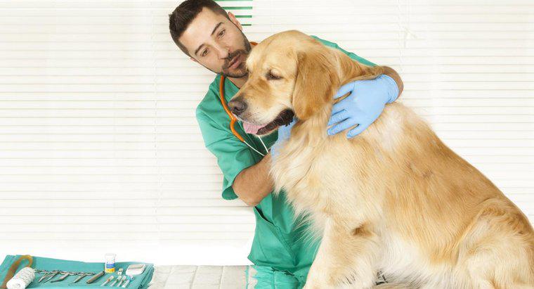 Bao lâu thì chó cần chích ngừa bệnh dại ở New York?