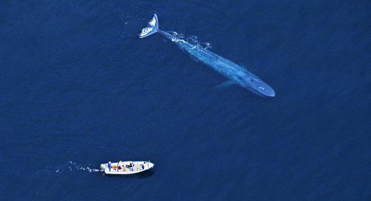 Tại sao người ta giết cá voi xanh?