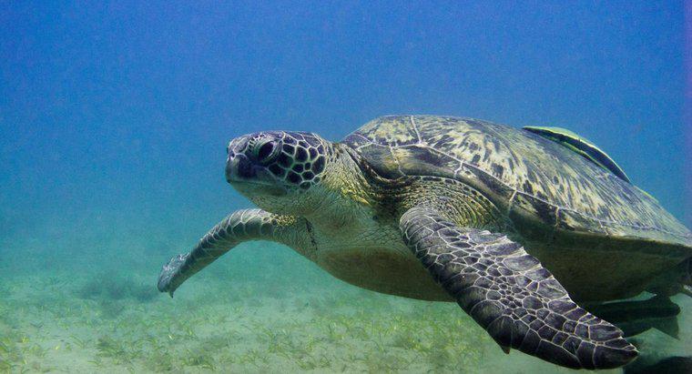 Rùa có thể ở dưới nước trong bao lâu?