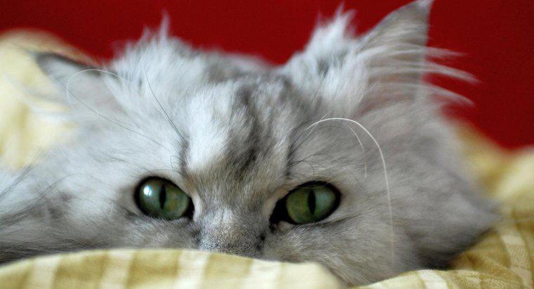 Tuổi thọ trung bình của mèo Ba Tư là bao nhiêu?