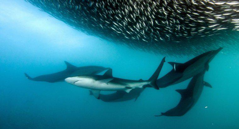Cá mập và cá heo biến động như thế nào?
