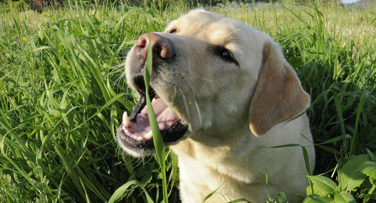 Tại sao chó ăn cỏ?
