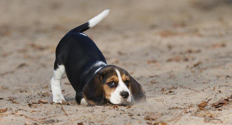 Beagles cân nặng bao nhiêu?