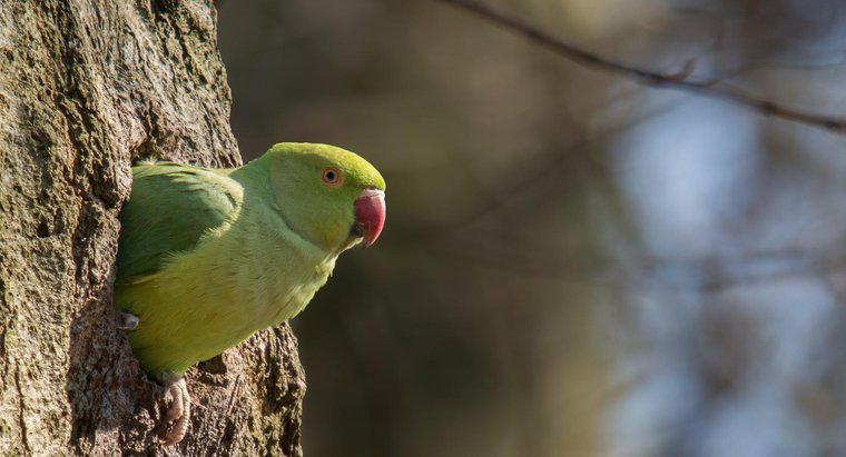 Làm thế nào để bạn có được một con vẹt đuôi dài để tạo ra tiếng ồn?
