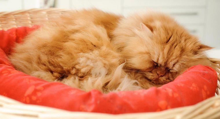 Mèo Ba Tư màu cam là gì?