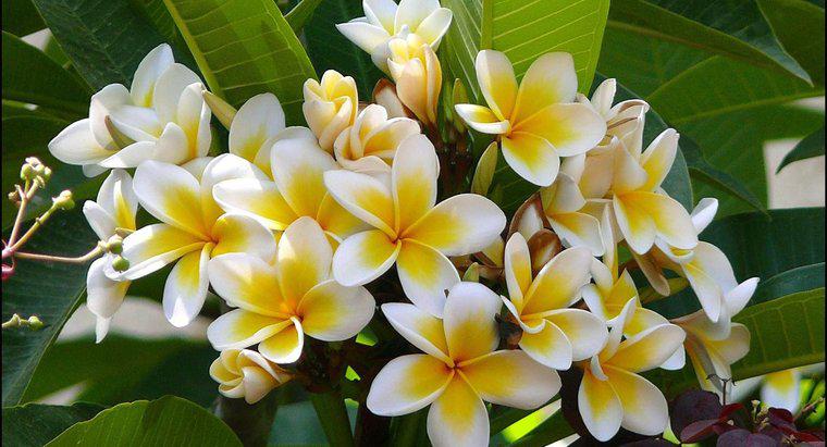 Cây Frangipani là gì?