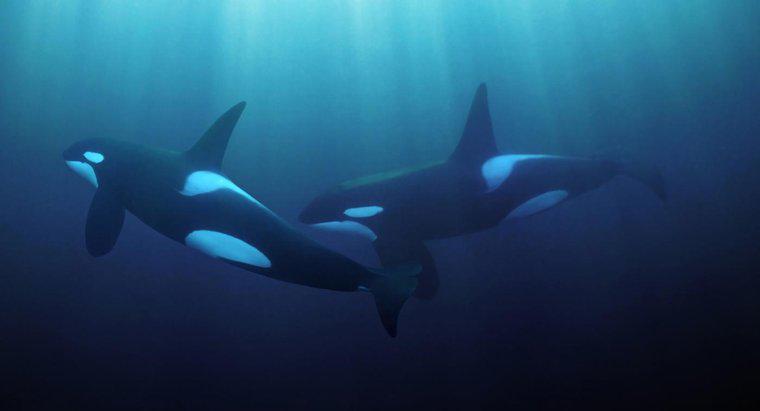 Cá voi sát thủ sống ở vùng đại dương nào?