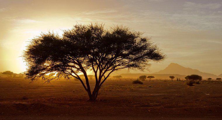 Phần trăm Châu Phi là sa mạc?