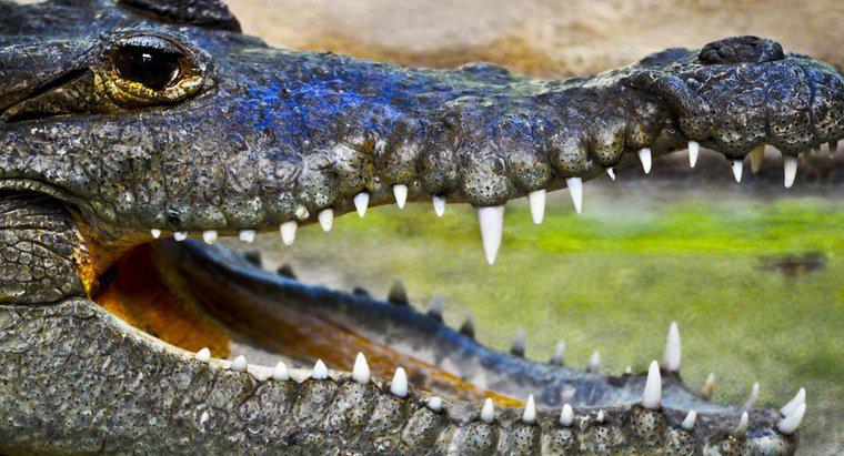 Bao nhiêu cân một con cá sấu?