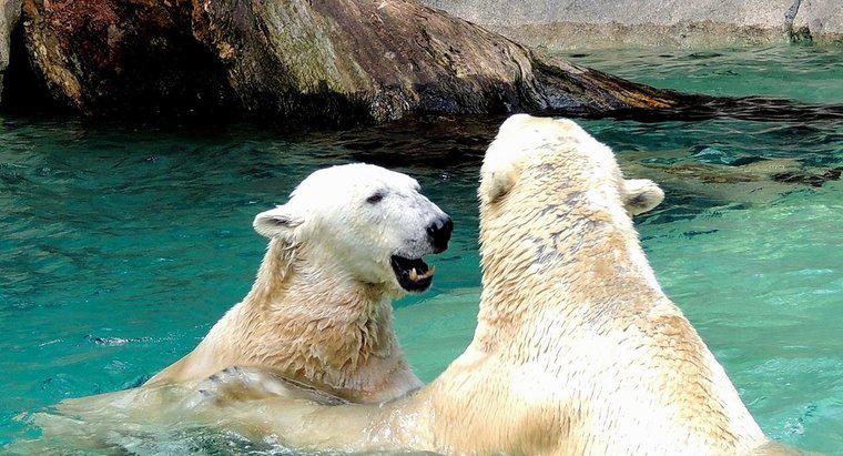 Làm thế nào để Polar Bears tái tạo?